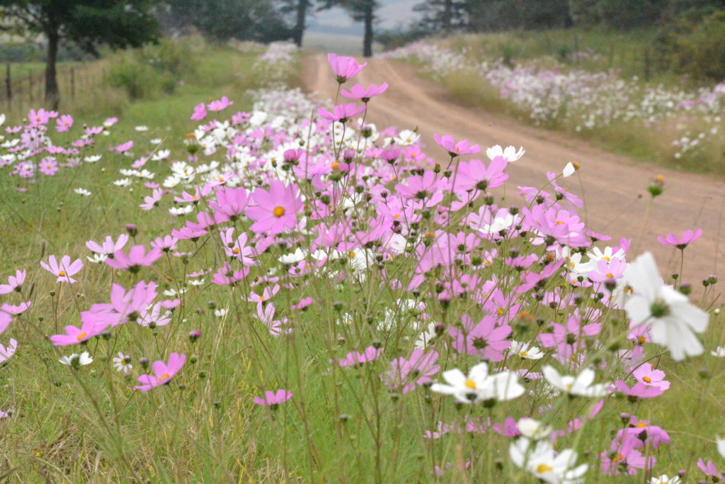 Cosmos and Easter at the farm